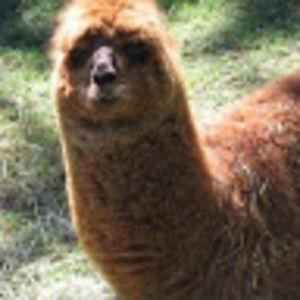 Meet your Posher, Nathan